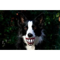 Rogz Grinz Bold 6,4cm.